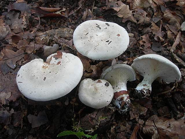 Escursione  madre  2008